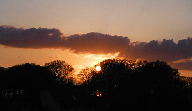  The sunset through the trees 