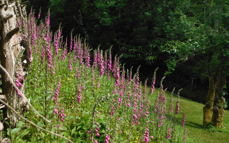  A good display of foxgloves this year 