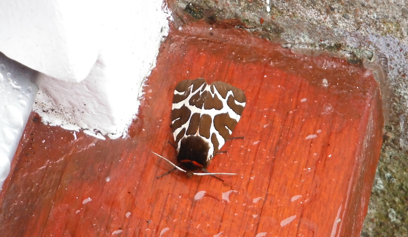  Garden Tiger moth 