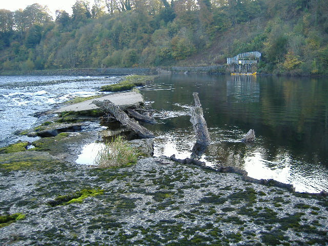 photograph of the tree jammed against the weir